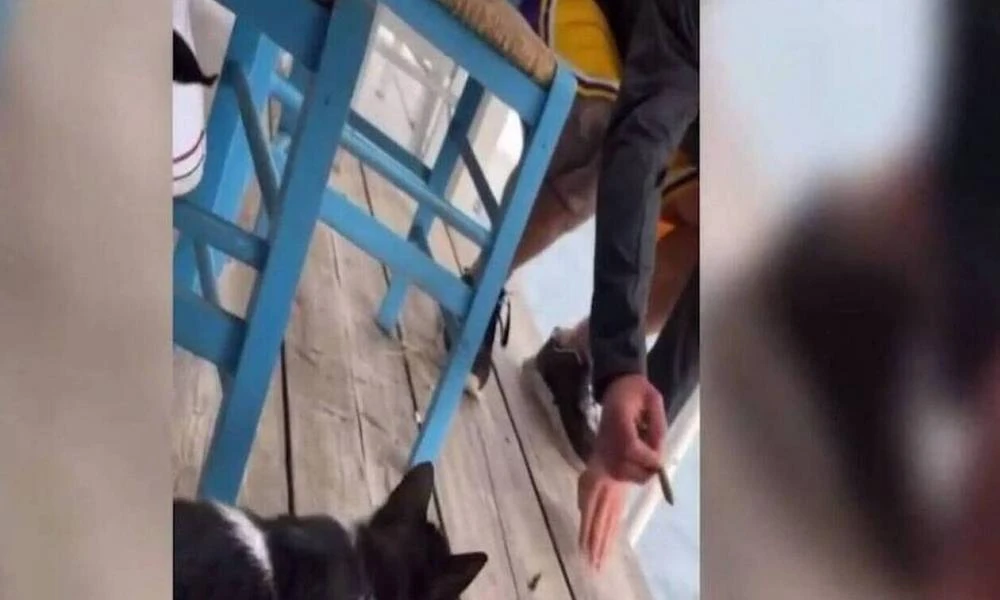 Αιδηψός: Αναβλήθηκε η δίκη του 30χρονου που κακοποίησε το γατάκι